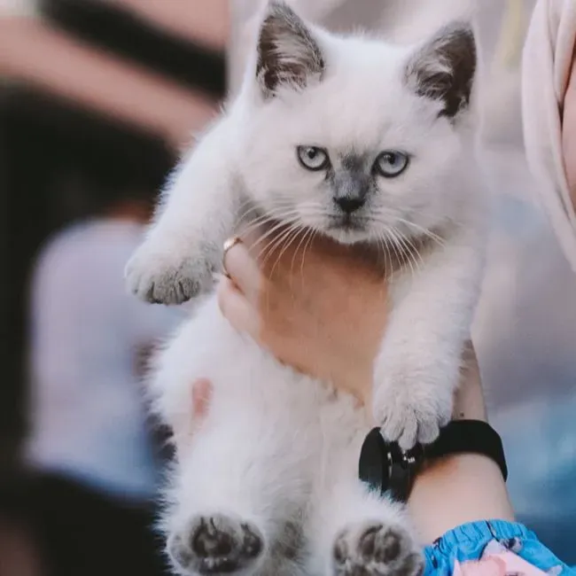 Ragdoll: Laid-Back Lap Cat With Potentially Pricey Health Needs (Image Credits: Pexels)