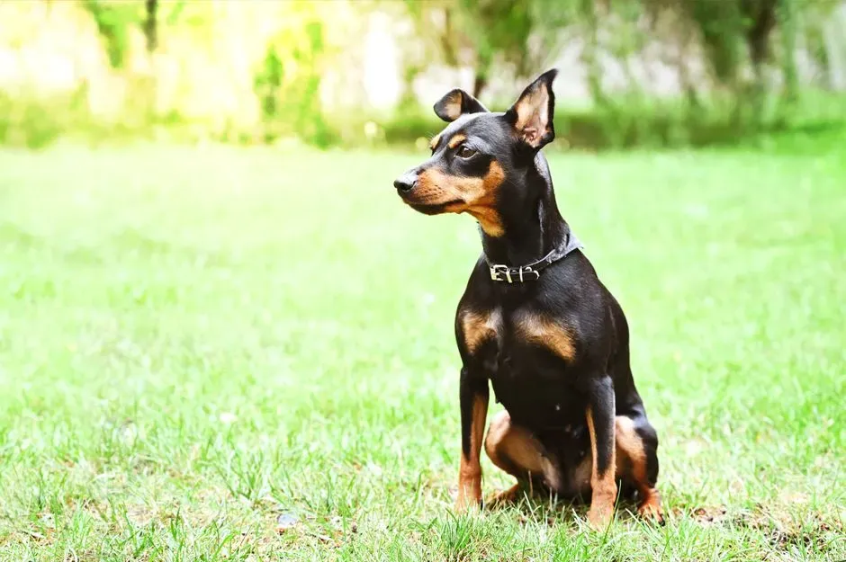 Miniature Pinscher (Image Credits: Pexels)