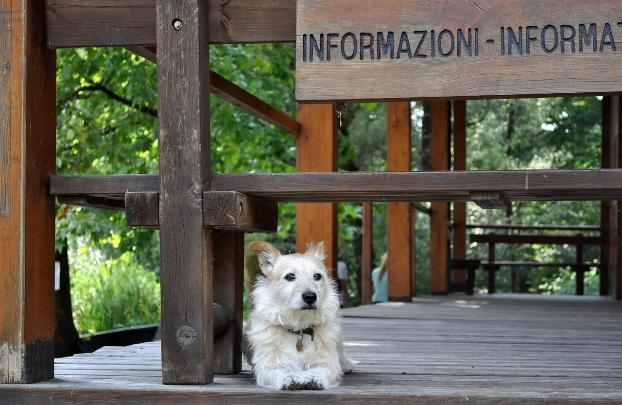 Embracing Your Dog's Natural Guardian Role (Image Credits: Pixabay)