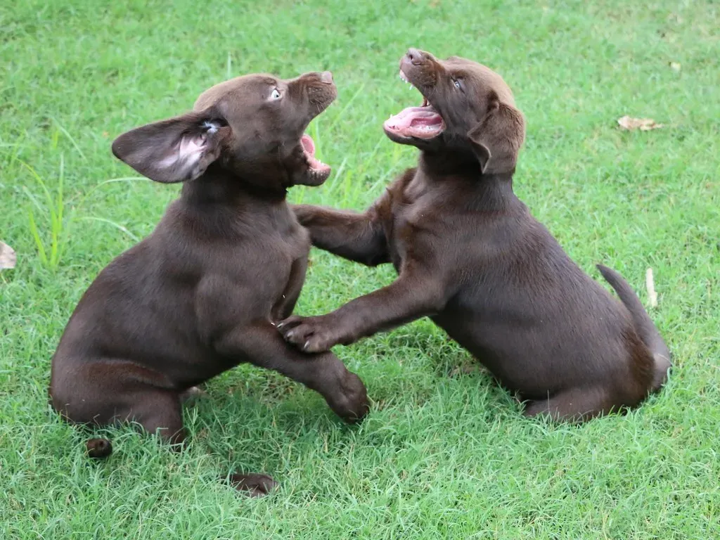 Labs and Retrievers: Lovable Chaos Machines (Image Credits: Flickr)