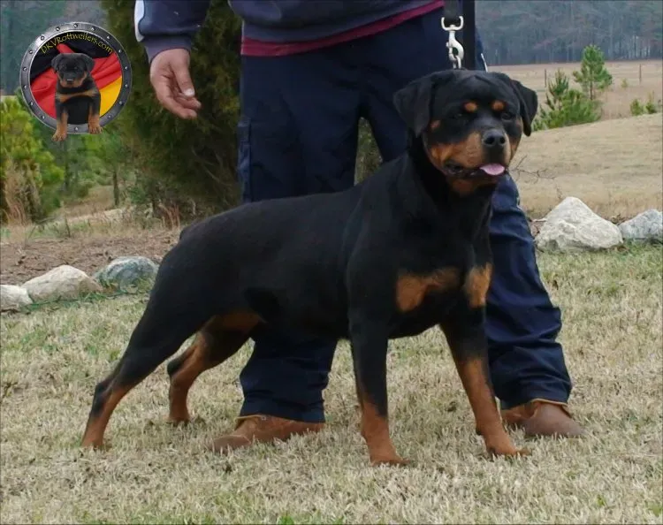 4. Rottweiler: Powerful Guardian Needing Firm, Consistent Handling (By DogArticles, CC BY-SA 3.0)