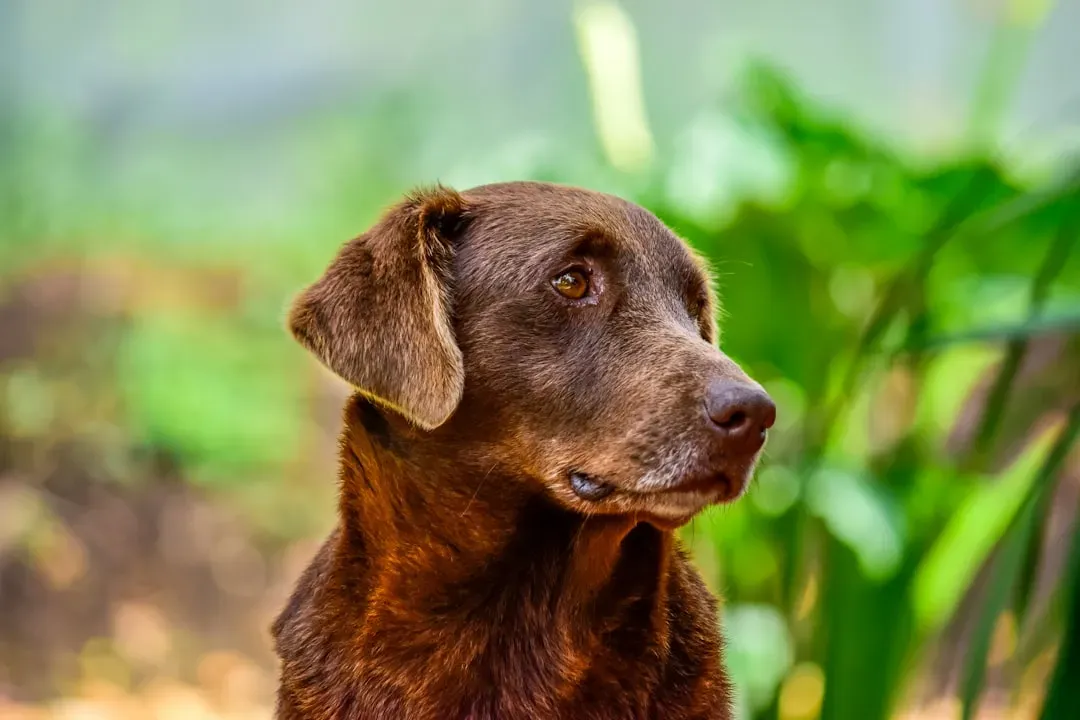 4. Labrador Retriever (Image Credits: Unsplash)