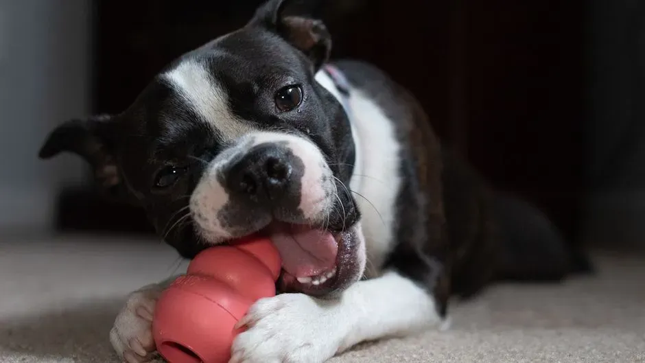 #10 - High-Value Chews and Lick Mats During Stressful Moments (Image Credits: Pexels)