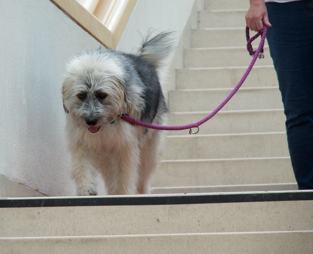 Stress Hormones and Routine: The Cortisol Connection (Image Credits: Flickr)