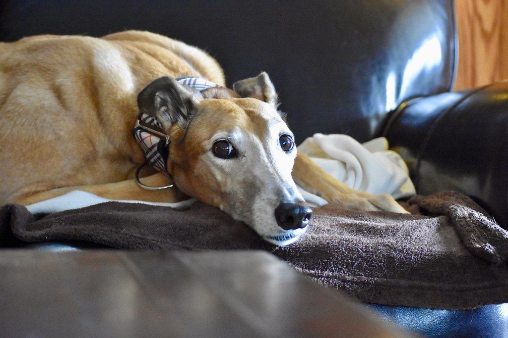 Greyhound: The Surprising Couch Potato (Image Credits: Flickr)