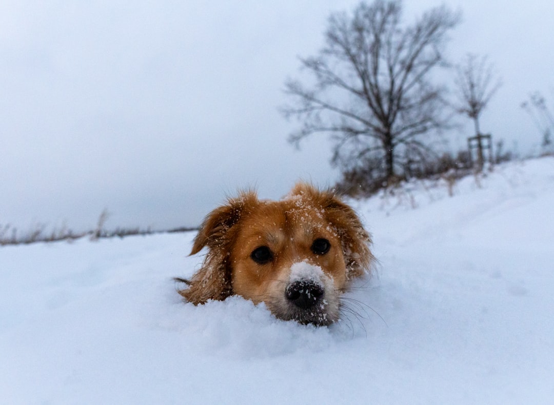 Recognizing and Responding to Cold-Related Emergencies (Image Credits: Unsplash)