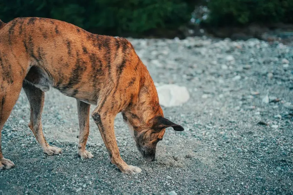 What Displacement Behavior Really Means in Dogs (Image Credits: Pexels)