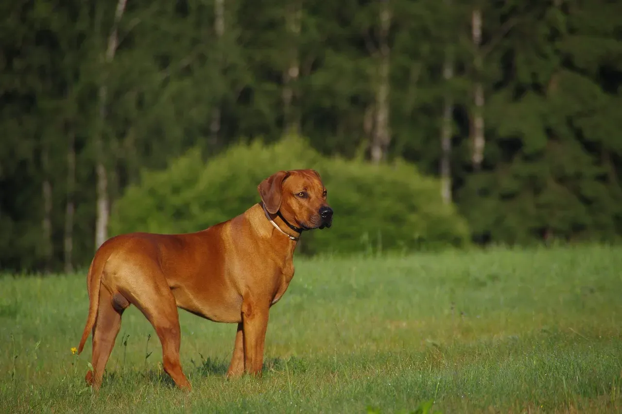Rhodesian Ridgeback (Image Credits: Pixabay)