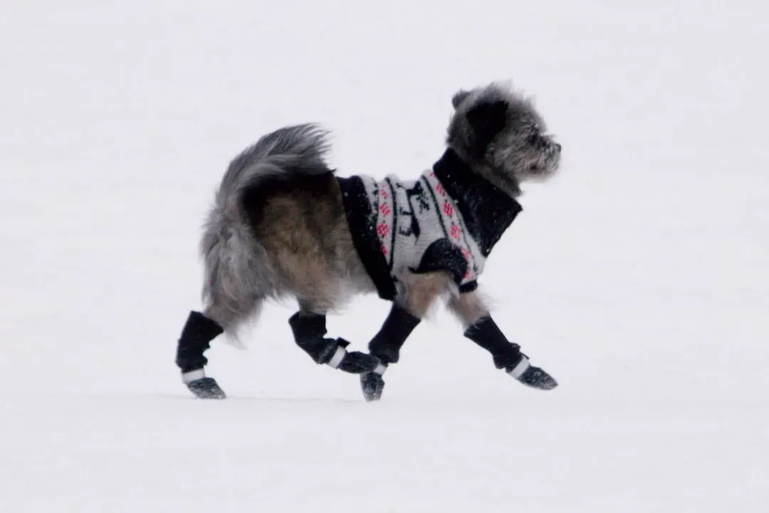 Paw Care and Winter Hazards: What Every Minnesota Dog Owner Needs to Know (Image Credits: Unsplash)