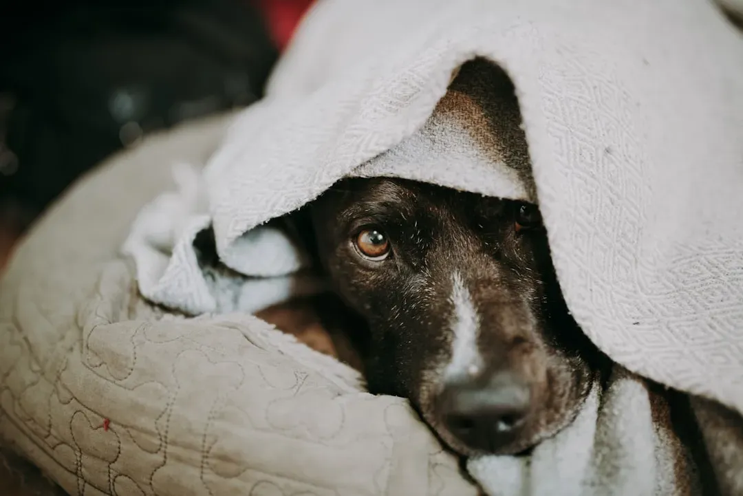 #9 - The Dog Recovers Emotionally Between Scary Moments (Image Credits: Unsplash)