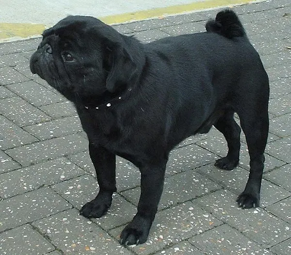 3. Pug: Charming, Compact, and Genuinely Heat-Sensitive (CC BY-SA 3.0)
