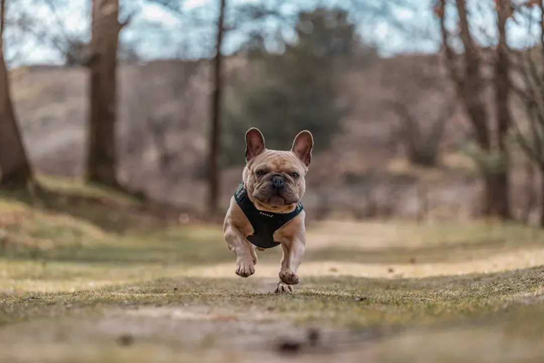 4. French Bulldog: The Dramatic Comedian (Image Credits: Unsplash)