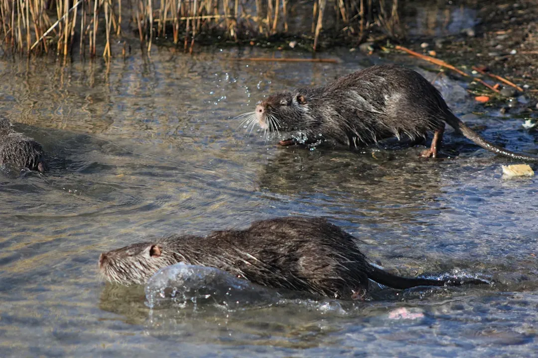 #3: Beaver-Made Wetlands Contain Dramatically More Species (Image Credits: Unsplash)