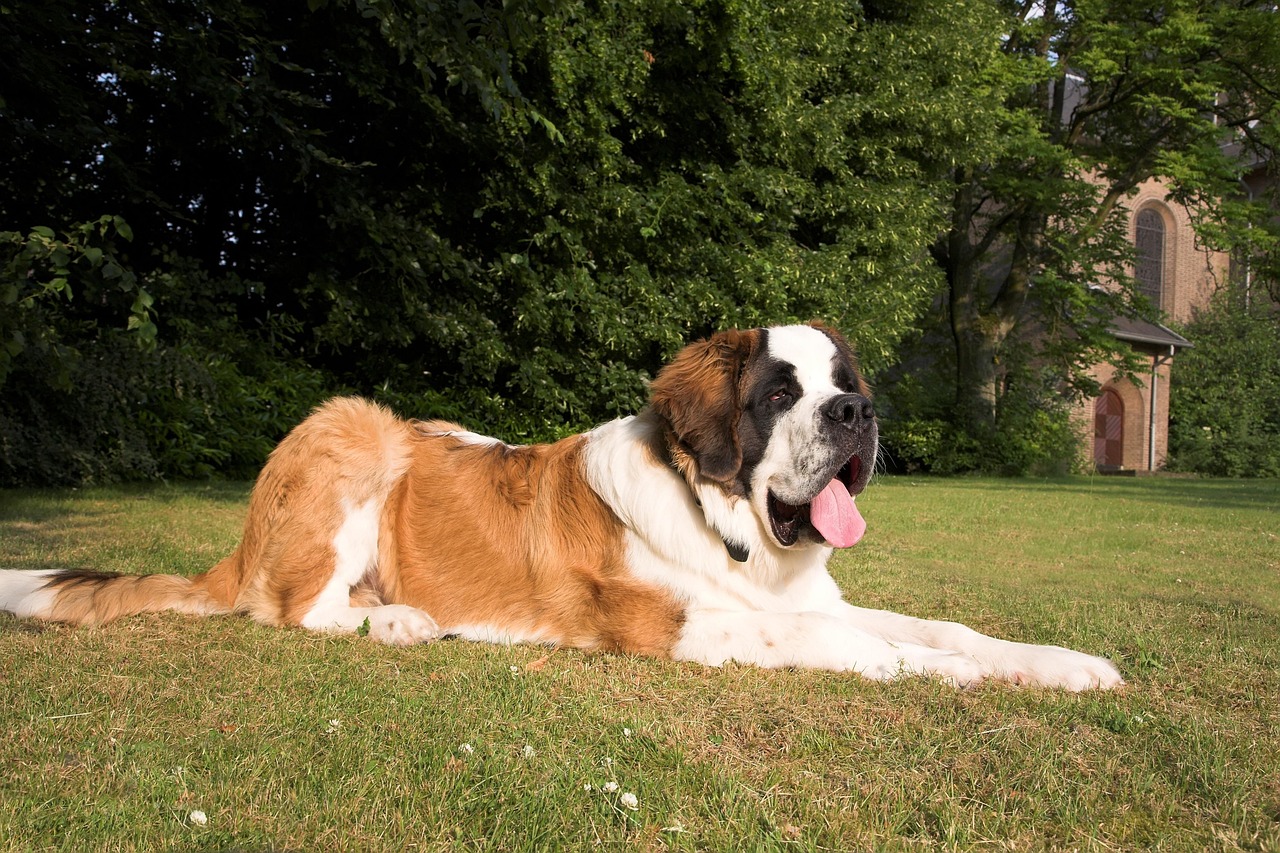 Saint Bernard: The Gentle Giant Who Drools Everywhere (Image Credits: Pixabay)