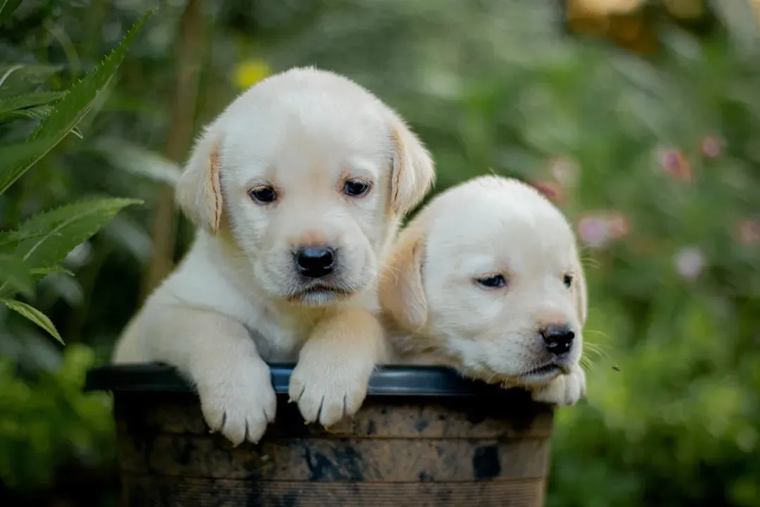 Labrador Retrievers (Image Credits: Unsplash)