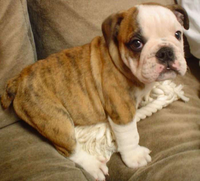 English Bulldogs: Gentle Giants in Compact Bodies (Image Credits: Wikimedia)