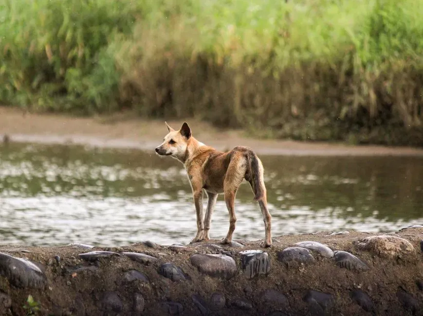 #9 Philippines: The Dog as a Shape‑Shifter’s Warning Sign (Image Credits: Pexels)