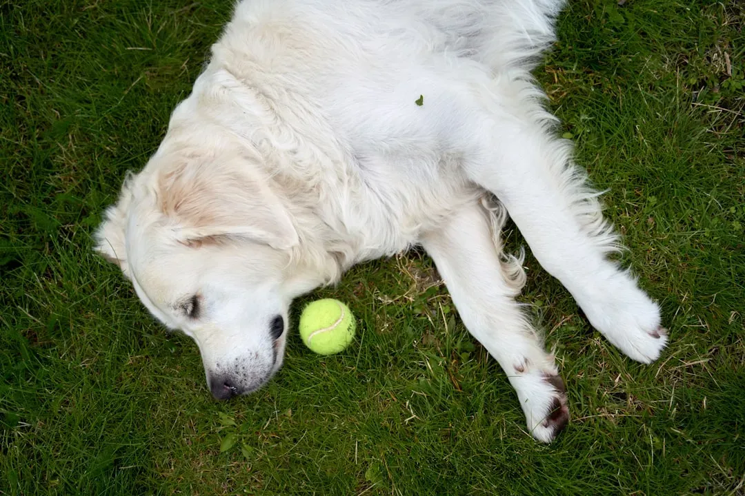 The Tennis Ball Food Puzzle (Image Credits: Unsplash)