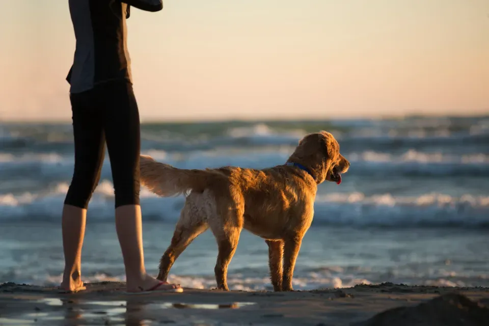 Florida: Sunshine and Dog-Friendly Amenities (Image Credits: Stocksnap)