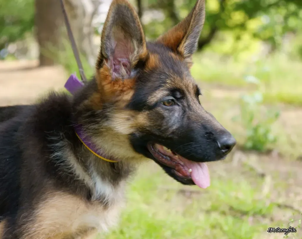 Conclusion: Finding Your Cosmic Canine Match (Image Credits: Flickr)