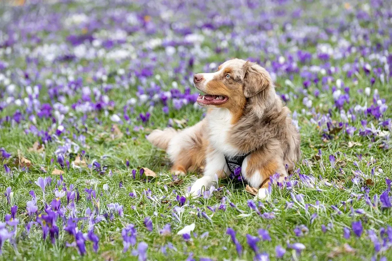 Giving Your Dog a Job (Image Credits: Pixabay)