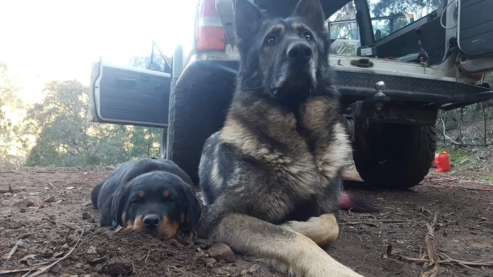 Echoes of Pack Mentality (Image Credits: Wikimedia)