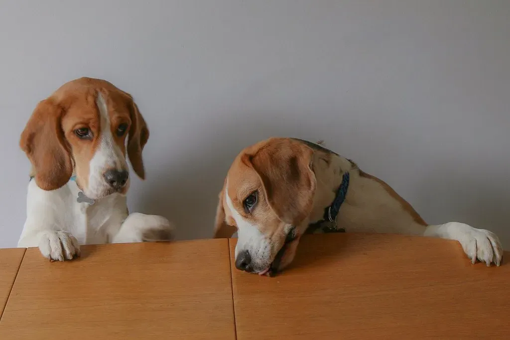 Wrapping It Up: Ready to Double the Fun? (Frank Shepherd, Flickr, CC BY-SA 2.0)