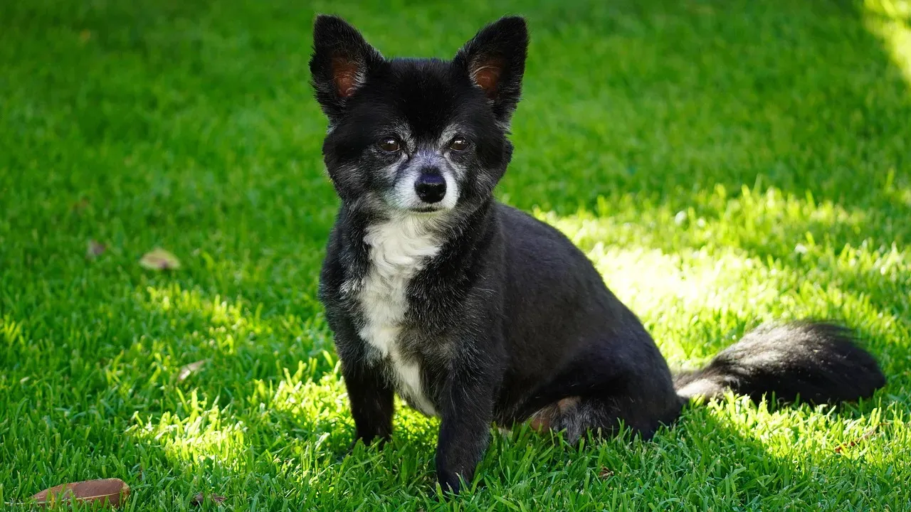 Ear Positions: The Radar Dishes of Emotion (Image Credits: Pixabay)