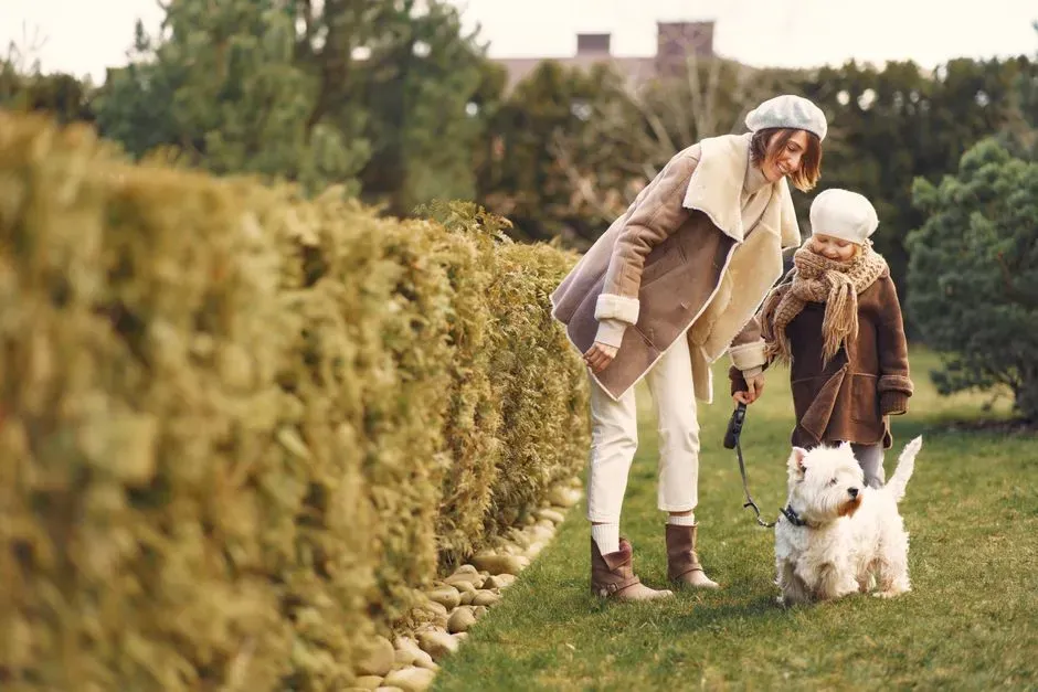What “Dog Grandparent” Behavior Actually Looks Like Day to Day (Image Credits: Pexels)