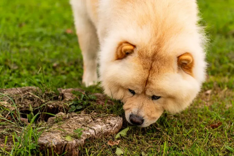 Beyond Sound: The Role of Scent and Routine (Image Credits: Pexels)