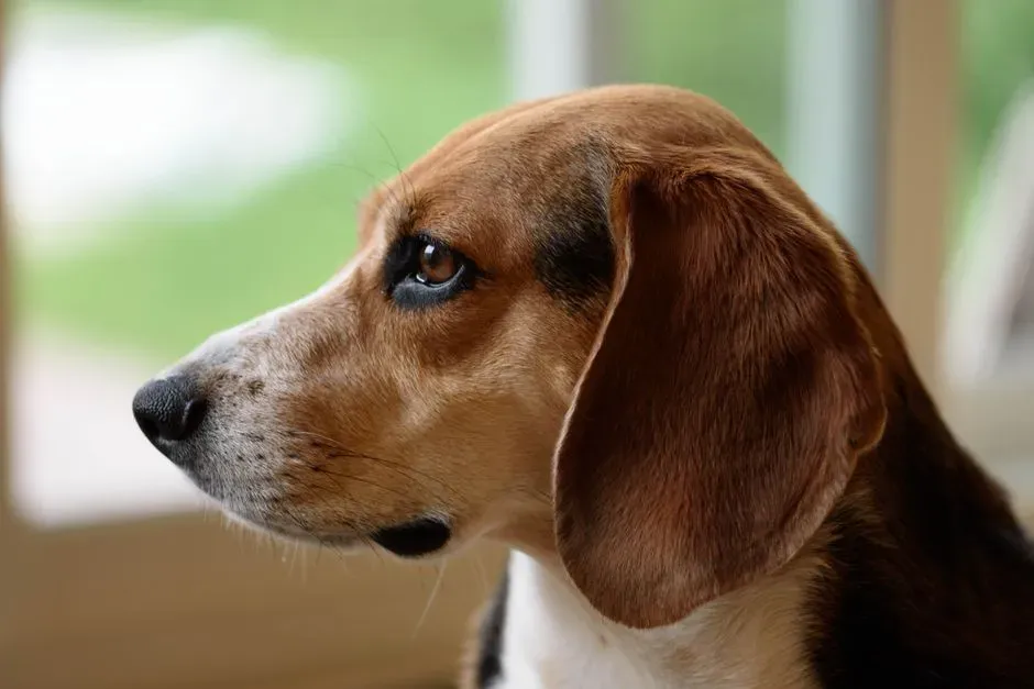 #10 - The Beagle "Backtalk" And Side-Eye (Image Credits: Pexels)