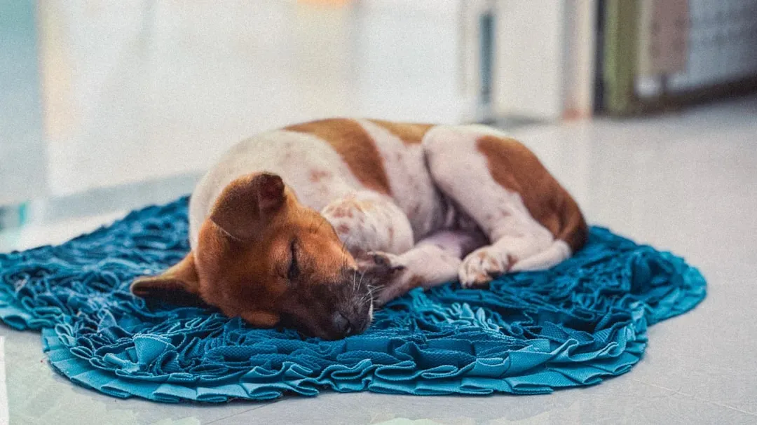 4. Relaxation Training: Teaching Calm Like It Is a Trick (Image Credits: Unsplash)