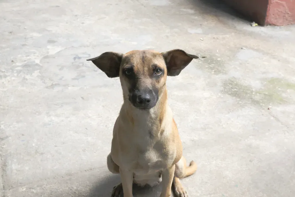 Using Anger, Yelling, or Physical Punishment (Image Credits: Flickr)