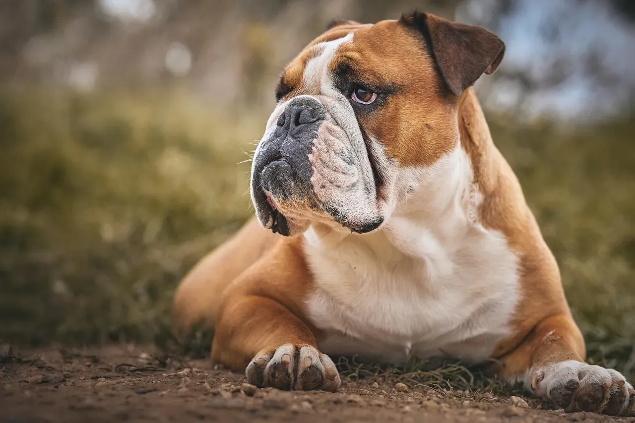 English Bulldog: The Mellow Companion (Image Credits: Pixabay)