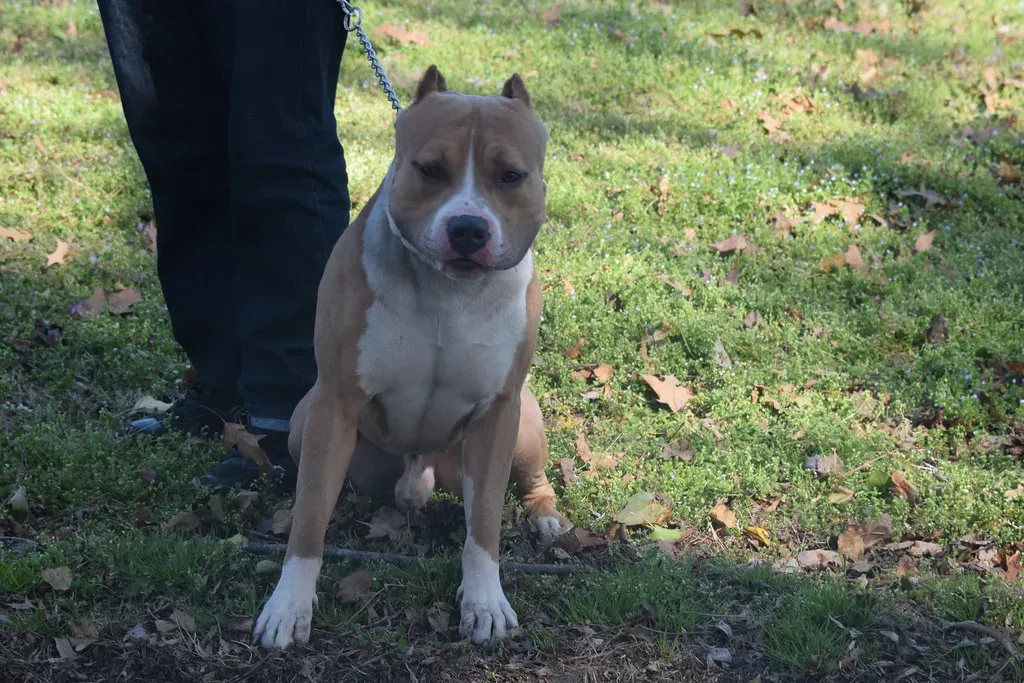 Gemini (May 21 – June 20): The Stimulating Companion (Tobyotter, Flickr, CC BY 2.0)