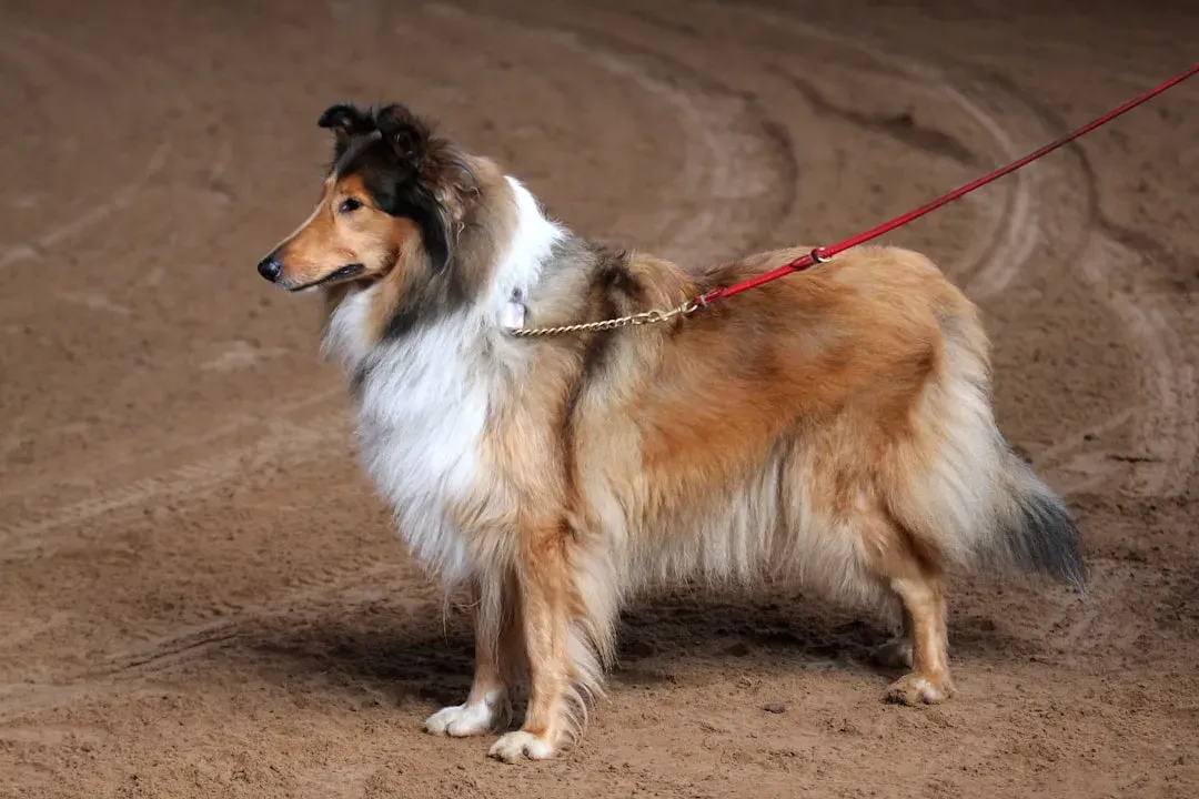 Collie (Image Credits: Unsplash)