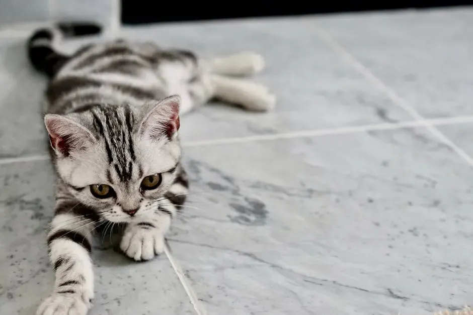 #16: American Shorthair - The Easygoing Independent (Image Credits: Pexels)