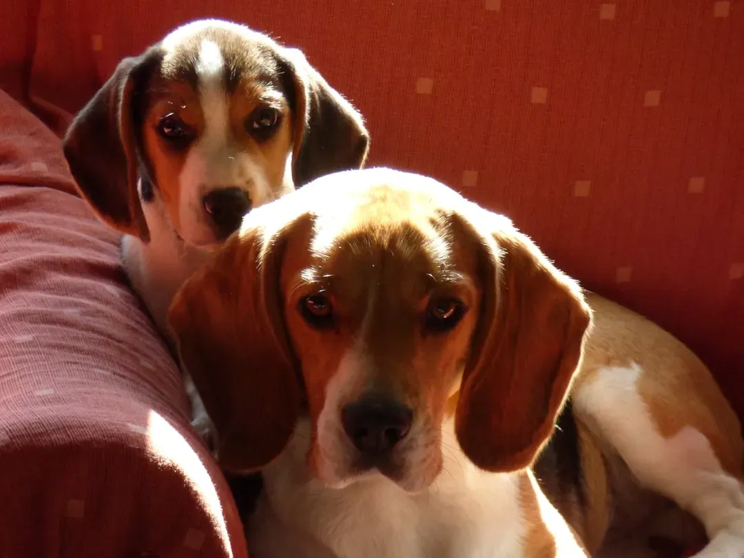 1. Beagles (Image Credits: Unsplash)