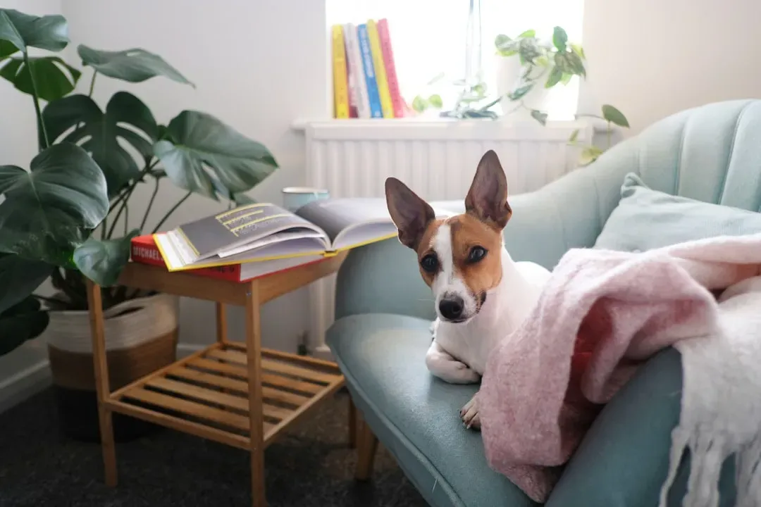 #10 - Turning the Bed and Couch Into Non-Negotiable Territory (Image Credits: Unsplash)