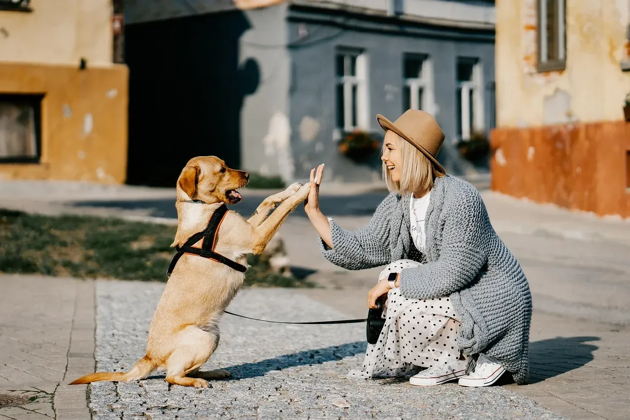 Conclusion: When a Dog Chooses You First (Image Credits: Pixabay)