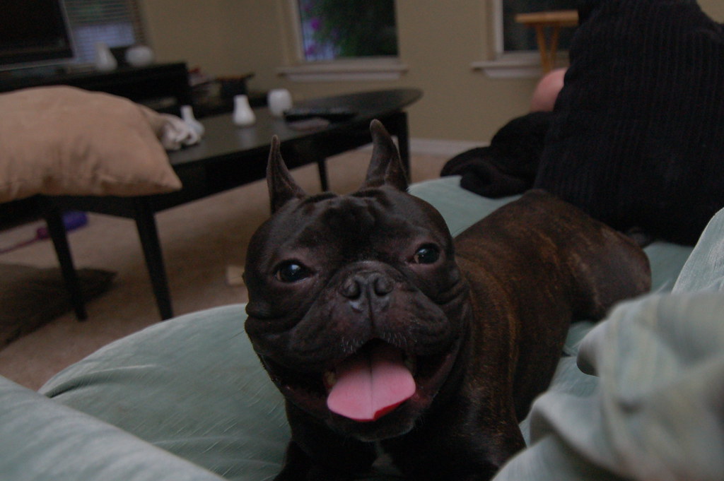 French Bulldog: The Ultimate Apartment Aristocrat (Image Credits: Flickr)