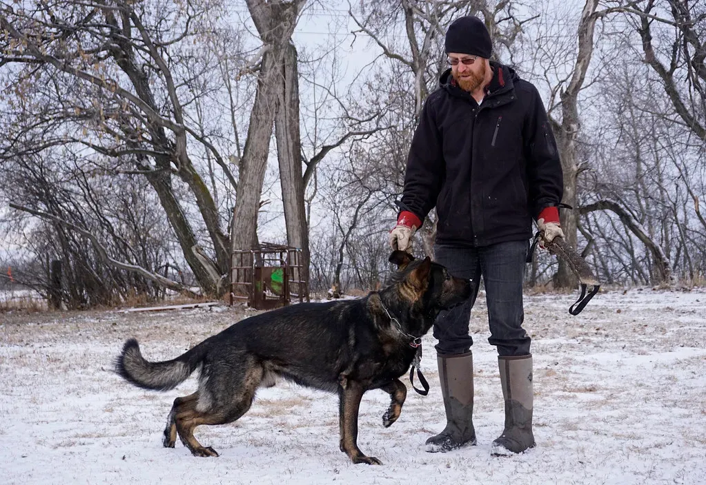 Leo: The Confident Companion for a Regal Breed (Image Credits: Flickr)