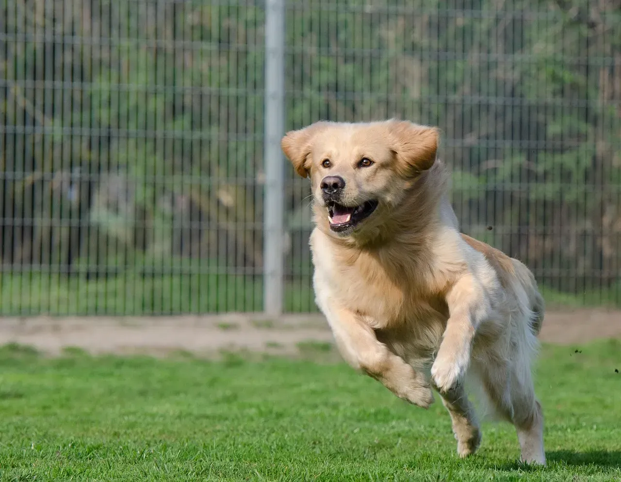 Conclusion: What Your Dog’s Kennel Stay Is Really Saying About Home (Image Credits: Pixabay)