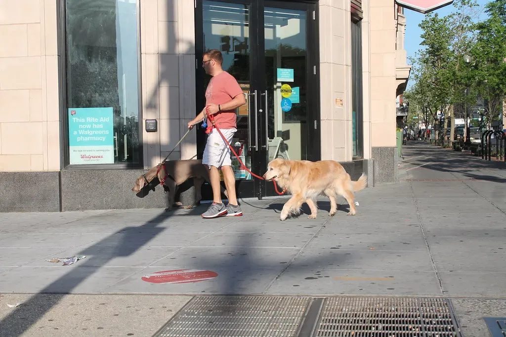8. Neighborhood Walks: The Social Connector You Didn't Expect (Elvert Barnes, Flickr, CC BY-SA 2.0)