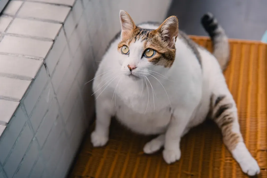#2 Letting Your Pet Get “A Little Chubby” Because It Looks Cute (Image Credits: Unsplash)