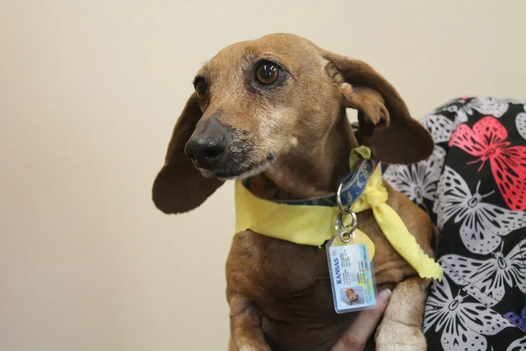 Mistake #10: Skipping the ID Collar When Using a Harness (mariposavet, Flickr, CC BY 2.0)