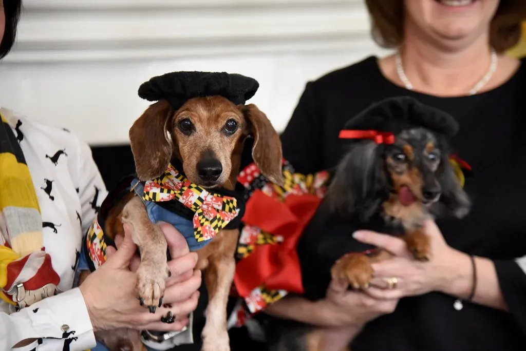 They're Grateful in Ways That'll Surprise You (Image Credits: Flickr)