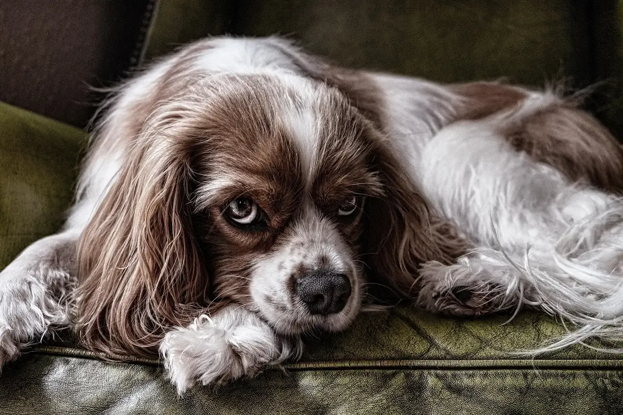 2. Cavalier King Charles Spaniel: Royal Lap Dog Perfection (Image Credits: Pixabay)