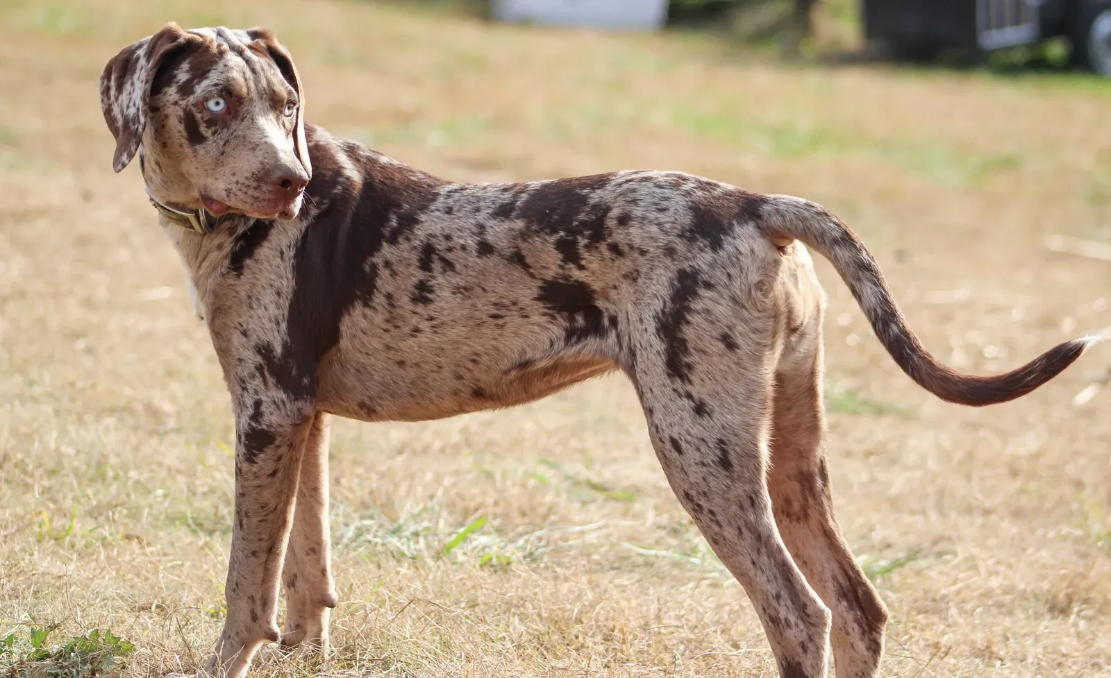 16. Catahoula Leopard Dog – Louisiana-Born, Heat-Hardened (homePreviously published: www.facebook.com/SasquatchCatahoulas, CC BY-SA 3.0)