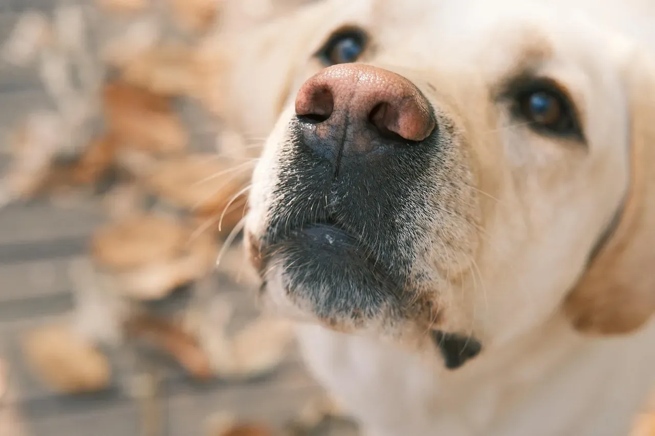 The Power of the Gaze: When Eyes Do All the Talking (Image Credits: Pixabay)